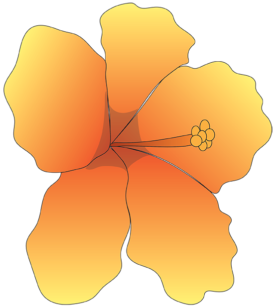 A orange and yellow gradient Hibiscus flower